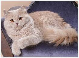 Cream British Longhair Cat Pretty Cats Crazy Cat People British Shorthair Cats