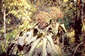 Image result for Astropanax goetzenii