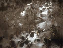 Philip Beesley et Diane Willow : Reflexive Membranes