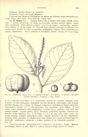 Image result for Excoecaria bussei