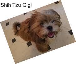 Shih tzu puppies colorado springs. Shih Tzu Puppies For Sale In Colorado Springs Agriseek Com