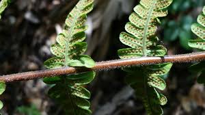 Image result for Christella dentata