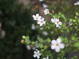 Image result for Bacopa hamiltoniana