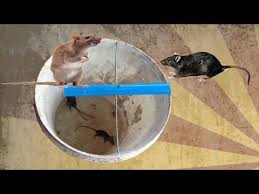 Although mouse traps are the most effective in helping to get of mice, you can also try the when these pests infest your home, using a mousetrap is one of the best ways to help get rid of mice. 11 Better Mouse Traps Ideas Mouse Traps Traps Mouse