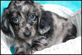 Dandy was found with her 'sister' doodle and their eight puppies. Darlin Dachshunds Texas Akcckc Miniature Dachshund Puppies For Sale In Texasmini Dachshund