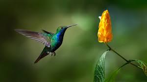 Check spelling or type a new query. Natural Pollinators Definition Causes Behind Its Disappearance And Main Risks Iberdrola