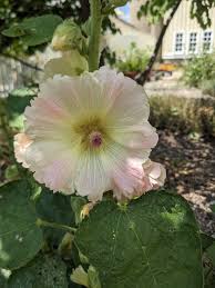 Image result for Alcea rosea