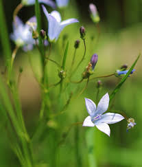 Image result for Wahlenbergia krebsii