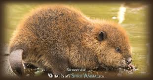 Accidentally by pro teens, released 29 july 2016 1. Beaver Symbolism Meaning Spirit Totem Power Animal