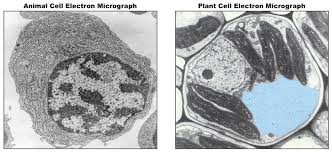 The animal cell is more. Cell Micrographs Bioninja
