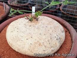 Image result for Raphionacme procumbens