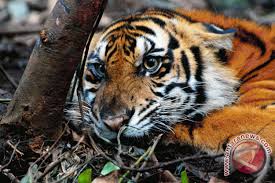 Ternak itu, satu di antaranya habis tak bersisa, diduga menjadi mangsa macan dahan. Harimau Resahkan Masyarakat Pesisir Lampung Barat Antara News