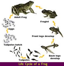 Life Cycle Of A Frog Science For Kids The K8 School In 2020 Life Cycles Frog Life Cycle