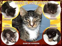 Olive Oil And Kittens A1120356 A1120357 A1120358 A1120359 A1120360 Manhattan To Be Destroyed 08 04 17 Mom A Kittens Foster Cat Pet Adoption