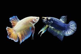 See more ideas about betta fish types, betta fish, betta. Plakat Betta Fish Complete Species Guide Caresheet