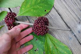 Image result for Uvaria acuminata