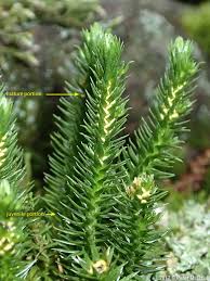 Image result for Aporrhiza