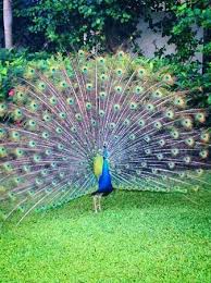 Artistic bird cgi fractal white. This Was The Most Beautiful Peacock I Have Ever Seen Picture Of Secrets St James Montego Bay Jamaica Tripadvisor