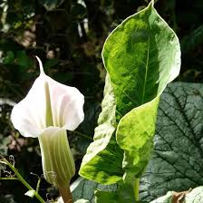 Image result for Arisaema mildbraedii