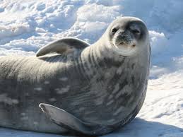 Wordpress Com Antarctic Animals Sea Lion Arctic Animals