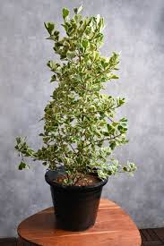 Image result for Ficus triangularis