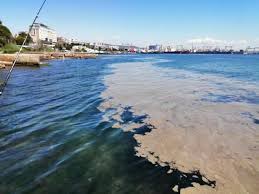 Marmara denizi\'nde deniz salyası olarak bilinen müsilaj yaygın olarak görülmeye devam ederken, i̇stanbul üniversitesi fen fakültesi biyoloji bölümü hidrobiyoloji anabilim dalı öğretim görevlisi doç. Tuzla Sahilini Deniz Salyasi Kapladi Resim
