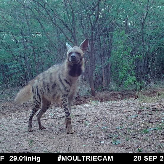 The fading call of the striped hyena - The Hindu