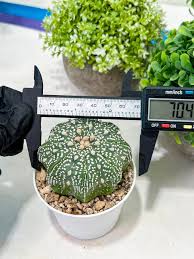 Image result for Thesium asterias