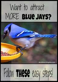 Birds That Start With Blue Attract Blue Jays With These 4 Simple Strategies 2020 Bird Watching Hq Blue Jay Bird Feeder Blue Jay Bird Blue Jay