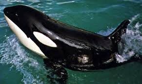 She quickly learned how to perform. Shamu Killer Whale Wiki Fandom