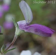 Image result for Nesaea linearis