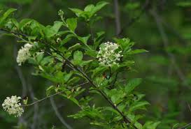 Image result for Melhania acuminata