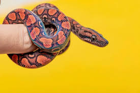 Brazilian Rainbow Boa - Reptiles Magazine