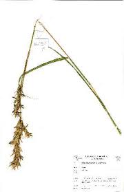 Image result for Hyparrhenia tamba