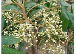 Image result for Ekebergia