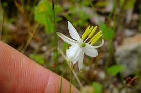 Image result for Chlorophytum delicatulum