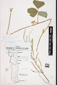 Image result for Pseudovigna