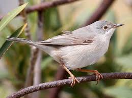 Image result for Cantinoa americana