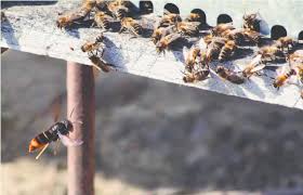 Image result for Melhania velutina