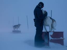 National Geographic Desktop Wallpapers From March 2012 11 Dog Sledding Greenland Dog Dog Pictures