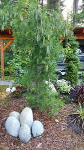 Pin By Jeanne Cronce On Gardens At Winter Springs Port Orchard Washington Outdoor Decor Garden Outdoor