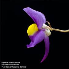 Image result for Utricularia welwitschii
