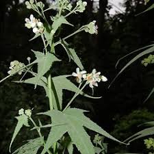 Image result for Sida chrysantha