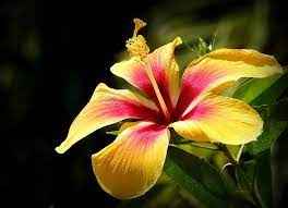 Hibiscus Wedding Flowers Flowers Wedding Flowers Blog Archive Red And Yellow Hibiscus Hibiscus Flowers Hibiscus Yellow Hibiscus