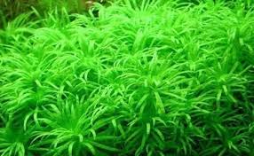 50pcs Bag Green Sun Aquarium Moss Grass Seeds Family Easy Plant Aquatic Plants Seeds Aquatic Plant Seeds Easy Plants Aquatic Plants