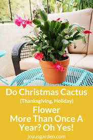 The schlumbergera is not very difficult to cultivate if you manage to follow some simple tips. Do Christmas Cactus Flower More Than Once A Year