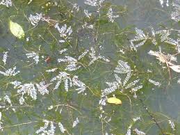 Image result for Potamogeton crispus