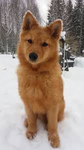 100 Best Finnish Spitz Dog Names 2020 Yavru Kopek Kopek Turleri Sevimli Kopekler