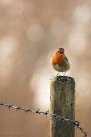 Animated Gif Bird Is The Word Gif Https Encrypted Tbn0 Gstatic Com Images Q Tbn 3aand9gcswykxdoeevxsz Utrdh3cdfdtdq2eyhcoqfw Usqp Cau