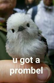 Bird Meme Funny Birb Animal Memes Clean Animal Memes Funny Birds